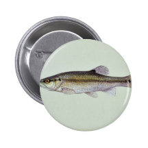 Creekchub Button