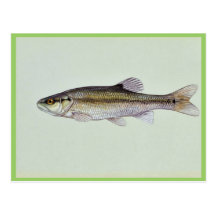 Creekchub Postcards