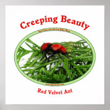Creeping Beauty Red Velvet Ant Bug Print