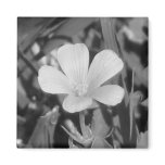 Creeping Oxalis Refrigerator Magnet