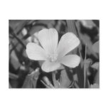 Creeping Oxalis Post Cards