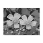 Creeping Oxalis Post Cards