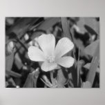 Creeping Oxalis Poster