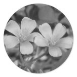 Creeping Oxalis Round Sticker