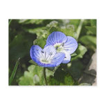 Creeping Speedwell (Veronica filiformis) Flowers Post Card