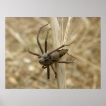 Creepy Crawly Spider Print