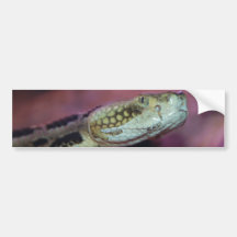 Creepy Snake Bumper Sticker