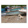 Creole dog card
