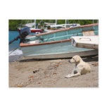 Creole dog postcard