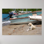 creole dog poster