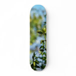 Creosote Bush In The Desert Skate Decks
