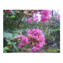 Crepe Myrtle bloom Postcards