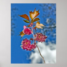 Crepe Myrtle, Carson City Posters