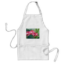 Crescent of Cymbidium Aprons