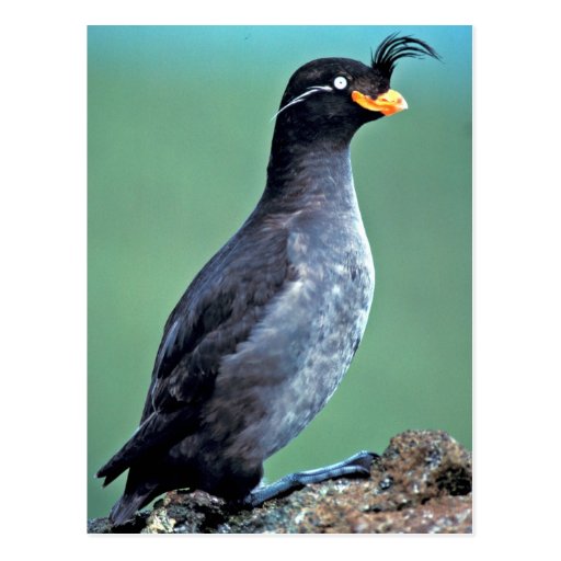 Crested Auklet, Kiska Island, Alaska Post Card