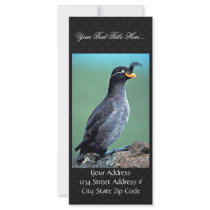Crested Auklet, Kiska Island, Alaska Custom Rack Card