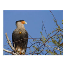 Crested Cara Cara Postcard