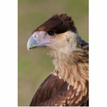Crested Caracara Cut Out