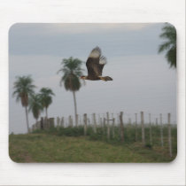 Crested Caracara in flight mousepads