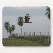 Crested Caracara in flight Mouse Pads