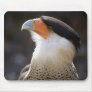 Crested CaraCara Mouse Pads