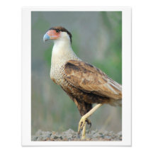 Crested Caracara Photo Art