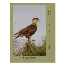 Crested Caracara Postcards