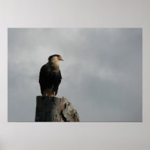 Crested Caracara Posters