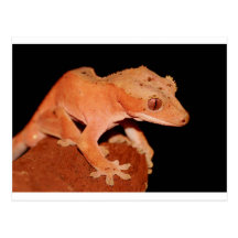 crested gecko post cards