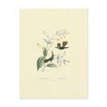 Crested Hummingbirds Postcards