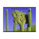 Crested Saguaro in Congress, Arizona Post Cards