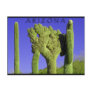 Crested Saguaro in Congress, Arizona Post Cards