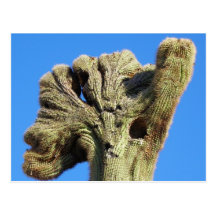 Crested Saguaro Postcard