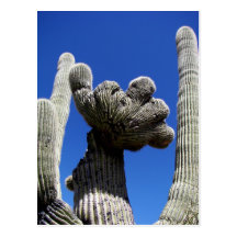 Crested Saguaro Postcards