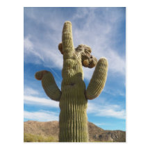 Crested Saguaro Postcards