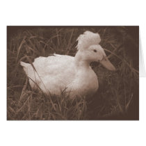Crestie the Crested Duck Card