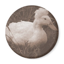 Crestie the Crested Duck Magnets