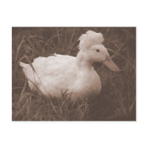 Crestie the Crested Duck Postcards