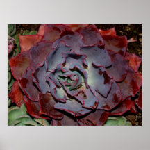 Crimson Succulent Print