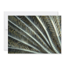 Crinoid arms reaching into the current to collect announcement