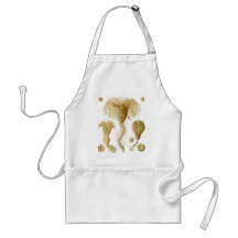 Crinoids Aprons
