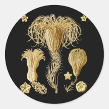 Crinoids Autocollant