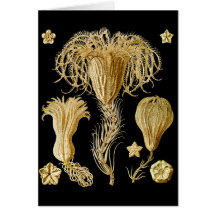Crinoids Greeting Cards