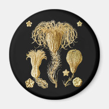 Crinoids Magnet