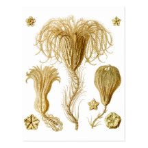 Crinoids Post Cards