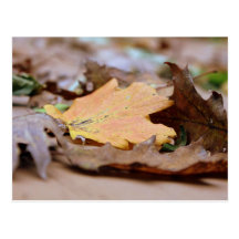 Crisp Fallen Leaves Post Card