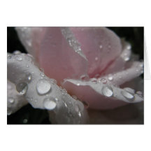 crisp rose greeting card