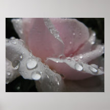 crisp rose print
