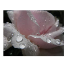 crisprose post cards