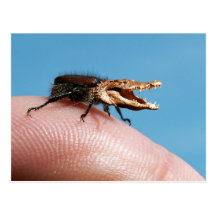 Crocobug Post Card